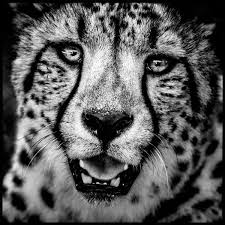 Black And White Cheetah Photography Unbelievable High Contrast B W Photos Of African Wildlife By Laurent Baheux Africa Animals African Wildlife Animals Black And White