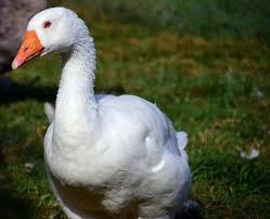Used as a noun but i have heard it used as a verb. Take A Gander The New Goose Arrival Guide The Open Sanctuary Project