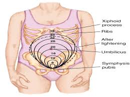 Passive joint instability (as seen in pregnancy) a pregnant woman may experience an increase in the size of the kidneys and ureter due to the increased blood volume and vasculature. 1 Physiologic Adaptations To Pregnancy 2 Reproductive System 1 Uterus A Growth Uterus Changed In Size Shape And Position During Pregnancy Before Ppt Download