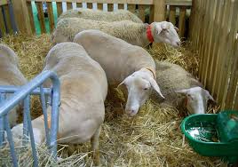 Lacaune sheep | orderlivestock.com
