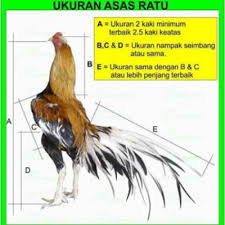 Hari raya puasa akan menjelang pada esok hari. Panduan Pemilihan Ayam Ratu