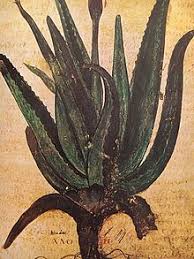 Lidah buaya dapat membuat rambutmu kuat dan memberikan kilau agar rambut tampak sehat. Aloe Wikipedia