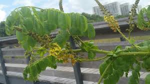 Image result for Guilandina bonduc