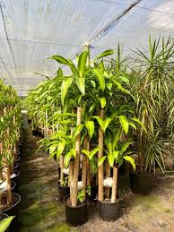 Image result for Dracaena fragrans