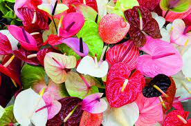 Anthurium Full Colourfull Colour Anthurium Anthurium Flower Secret Life Of Plants
