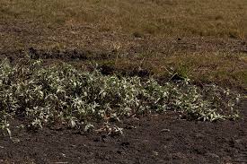 Image result for Persicaria senegalensis f. albotomentosa