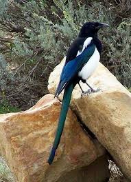 Birds Native To Colorado Springs Birds Of The Colorado Mountains Birds Backyard Birds Beautiful Birds