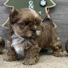 Shih tzu puppies for adoption in kansas city. Shih Tzu Augusta Ks Shih Shih Tzu Puppies For Rehoming Facebook