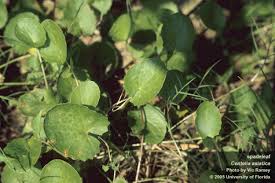 Image result for Centella glabrata