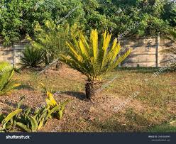 Image result for Encephalartos lebomboensis