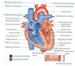 Diagram Of The Human Heart Heart Diagram Medical Anatomy Medical Student Study