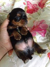 So Cute Yorkie Lovers Cute Animals Baby Dogs