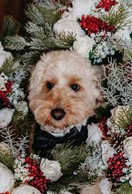 On Friday, we had the absolute pleasure of designing the Wedding florals  for the lovely Katie & Daniel, with there ceremony taking place in  Portadown, followed by reception close to us in