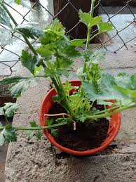 Pak cik kebun kongsi cara tanam pokok daun sup guna keratan akar pokok beli di pasaraya sahaja ! Cara Mudah Tanam Pokok Daun Sup Barulah Pokok Cepat Besar