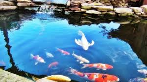 Silakan simak kolam ikan koi minimalis ini sumber: 15 Desain Kolam Ikan Koi Minimalis Di Dalam Rumah