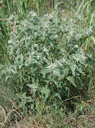 Image result for Croton longipedicellatus