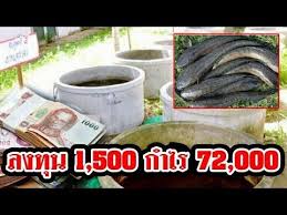 ว ธ เล ยง ปลาช อนในบ อซ เมนต เล ยงง าย กำไรด ทำเป นอาช พเสร ม สร างรายได 72 000 บาท youtube