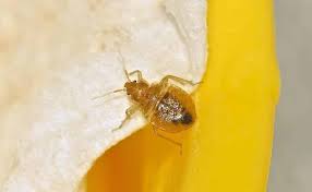 Fortunately, all in one pest control & termites can provide effective bed bug treatment so we work in the west and north of melbourne, offering pest control and termite inspection for melbourne residential and commercial buildings. Bed Bug Control Adelaide Bed Bugs Treatment Ph 08 6169 5012