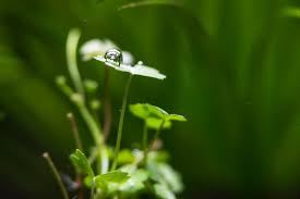 The process by which grain is pearled. Pearling Michael Images Flickr