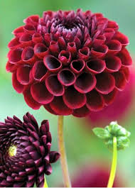 Pin On Perennials