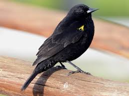 Große auswahl an yellow top yt r 2 7 j. Yellow Winged Blackbird Ebird