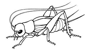 Cricket Cricket Insect Butterfly Coloring Page Art