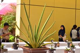 Image result for Sansevieria pearsonii