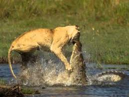 Résultat de recherche d'images pour "krokodil"