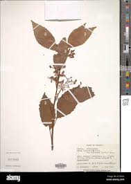 Image result for Maesa lanceolata