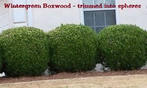 Boxwood Wintergreen Size 1