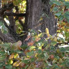 We did not find results for: Chinquapin Oak Quercus Muehlenbergii Bplant Org