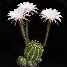 Both are known to only blooms one to several nights a year in summertime between. My Cactus Has Flowers But They Are Shriveling And Dying What Shall I Do Quora