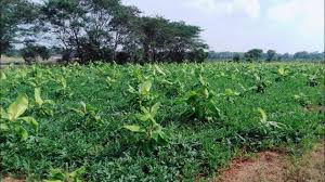 Whatever you desire to grow or raise, these farms for sale offer a renewable resource, land that will give back time and time again. Cheap Budget 9lakh Agriculture Land For Sale At Malavalli 9513194244 Youtube