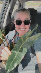 These are black Calla lillies. I bought them at Lowes 3 years ago.