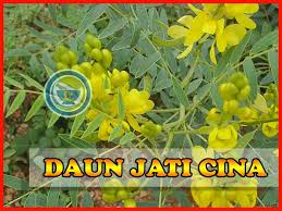 Teh daun jati cina apakah aman buat busui. Efek Samping Teh Daun Jati Cina Untuk Ibu Menyusui Pelangsing Alami