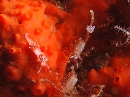 Image result for Selago albomarginata