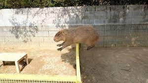 Capybaras jumping