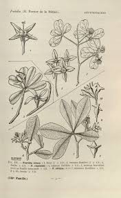 Image result for Bivinia jalbertii