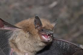 Biological pest control is the most natural method known today. Workshop On Protecting And Enhancing Bat Populations To Help With Pest Control On The Farm Nc State Extension
