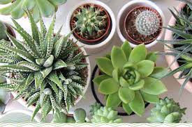 They're extremely low maintenance plants and caring for multiple the main problem for moon cactus is root rot which is a result of over watering. 11 Adorable Mini Succulents Uses Growing Tips Proflowers Blog
