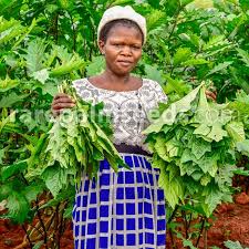 Image result for Solanum macrocarpon