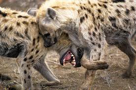 Image result for hyenas