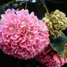 Rhododendron Huntington Library Art Collection And Botanic Garden San Marino California I Hadn T Been To The Huntingt Botanical Gardens Bright Flowers Flowers