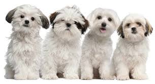Check spelling or type a new query. Teddy Bear Dog Breeds The Pups That Look Like Cuddly Toys