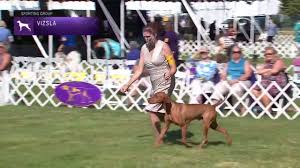 Jun 08, 2021 · sunday, june 13, 2021 masters obedience championship. Vizslas Breed Judging 2021 Youtube