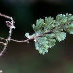Image result for Hymenophyllum capillare