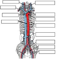 Download media please credit each image as: Cat Circulatory System Lab Guide