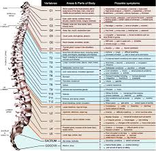 Spinal Diagram Chart Catalogue Of Schemas