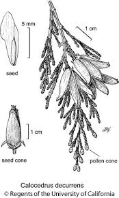 Image result for Calocedrus decurrens