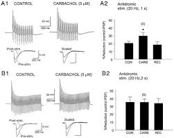 Iniciar sesión si no tienes usuario regístrate no recuerdas la contraseña? Direct Depolarization And Antidromic Action Potentials Transiently Suppress Dendritic Ipsps In Hippocampal Ca1 Pyramidal Cells Journal Of Neurophysiology